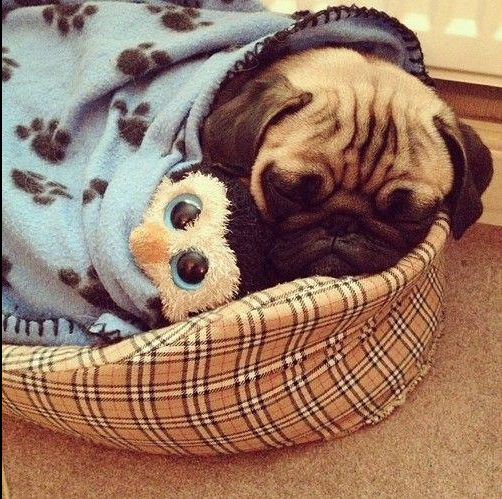 Cute Pug